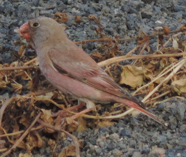 Bird