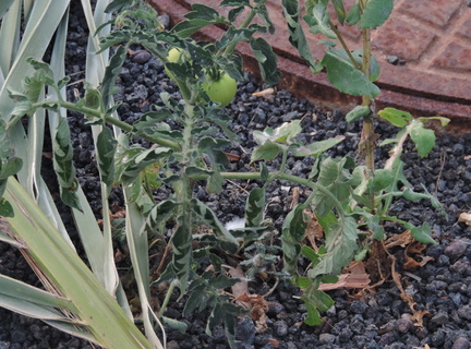 Tomatoes
