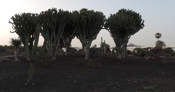 Cactus garden