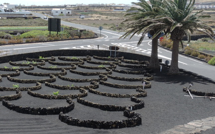 Windbreaks