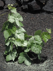 Vine