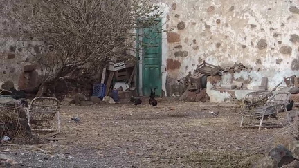 Chickens