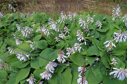 White flowers