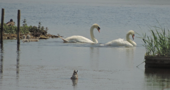 Swans