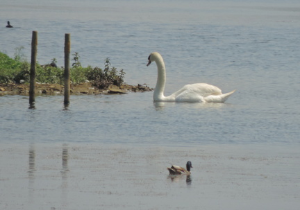 Swan and duck