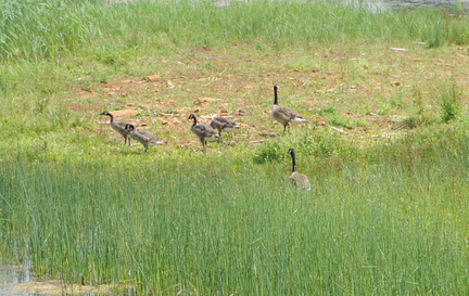 Geese