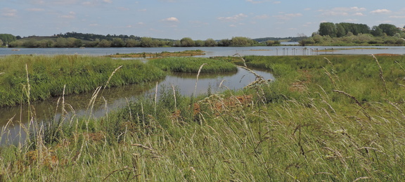 Wetlands