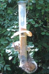 Squirrel