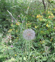 Wildflowers