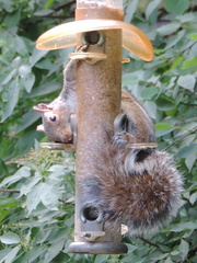 Squirrel