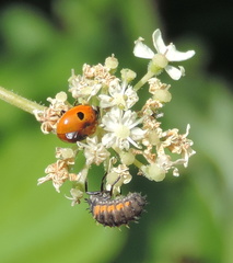 Ladybird and larva