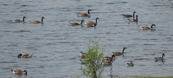 Geese
