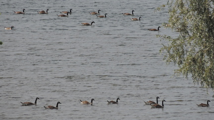 Geese