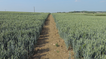 Field