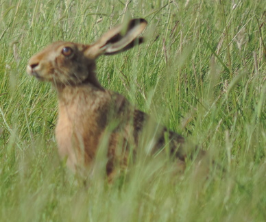 Hare