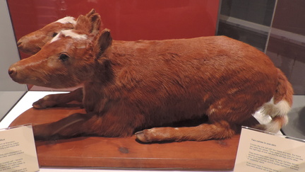 Two-headed cow