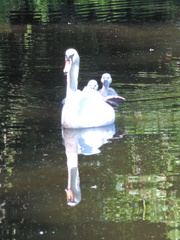 Swan and cygnets