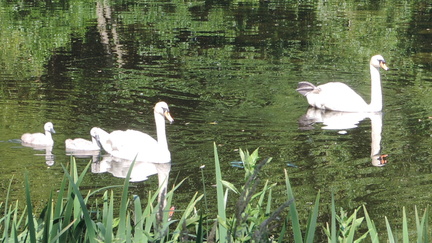Swans