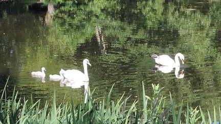 Swans
