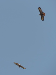 Birds of Prey