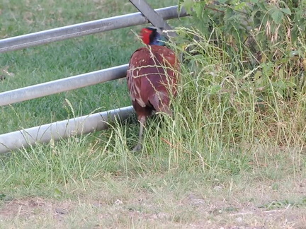 Pheasant