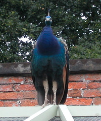 Peacock