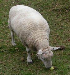 Sheep