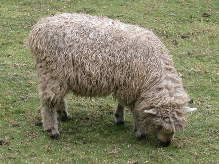 Sheep