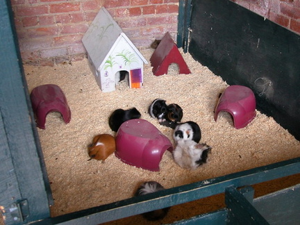 Guinea Pigs