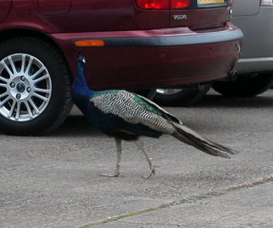 Peacock