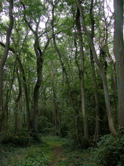 Trees