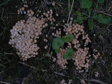 Fungus