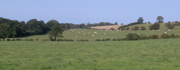 Cows