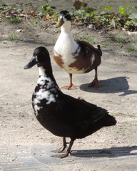 Ducks