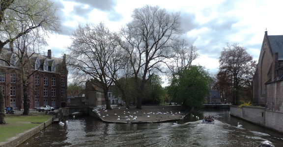 Swans
