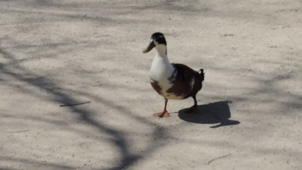 Ducks