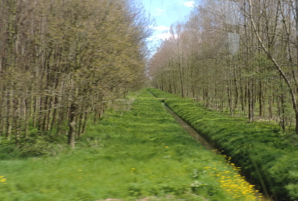 Woods