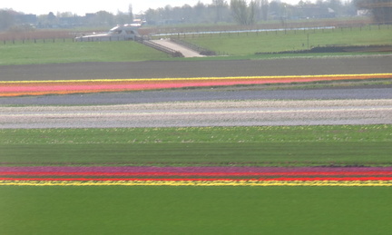Tulip fields