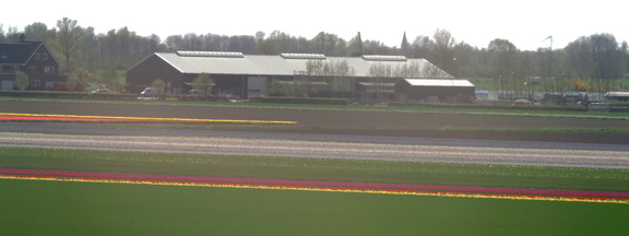 Tulip fields