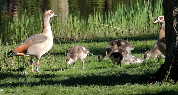 Geese