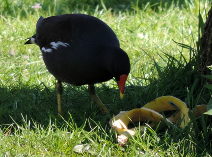 Moorhen