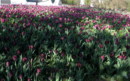 Tulips