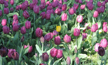 Tulips