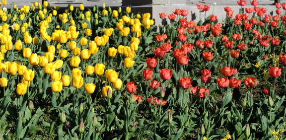 Tulips