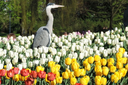 Heron
