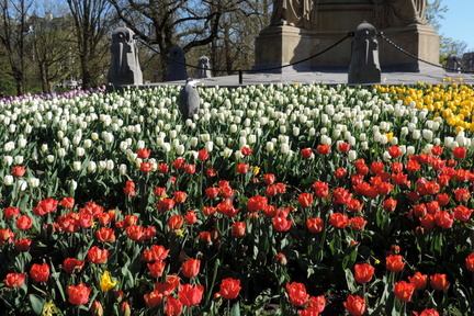 Heron in the tulips