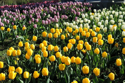 Tulips