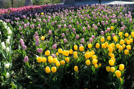 Tulips