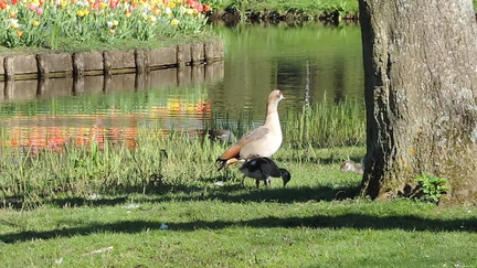 Geese