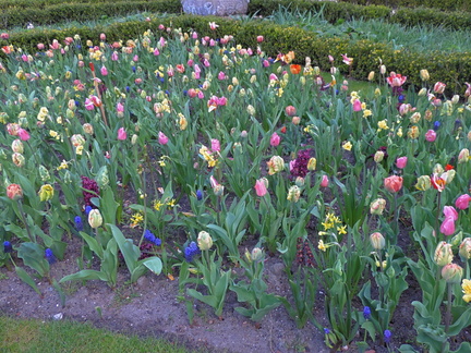 Tulips